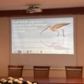 Na fotografii widoczna wyświetlana na projektorze prezentacja na temat kulika.